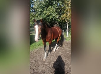 KWPN, Wallach, 5 Jahre, 170 cm, Brauner