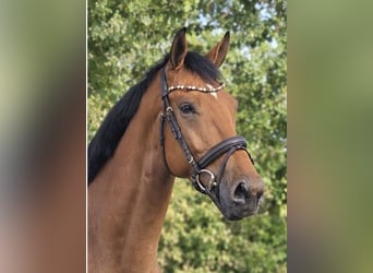 KWPN, Wallach, 5 Jahre, 170 cm, Brauner
