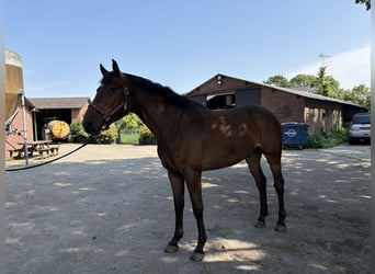 KWPN, Wallach, 5 Jahre, 170 cm, Brauner