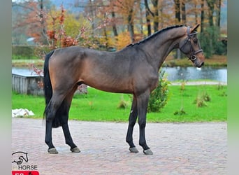 KWPN, Wallach, 5 Jahre, 170 cm, Brauner