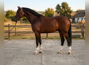 KWPN, Wallach, 5 Jahre, 170 cm, Brauner