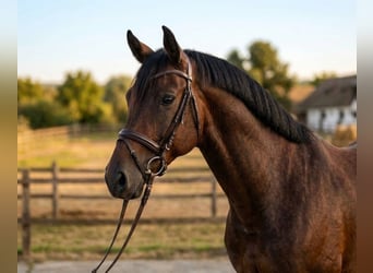 KWPN, Wallach, 5 Jahre, 170 cm, Brauner