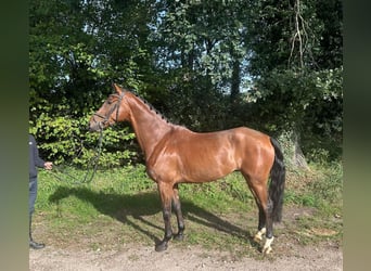 KWPN, Wallach, 5 Jahre, 170 cm, Brauner
