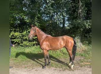 KWPN, Wallach, 5 Jahre, 170 cm, Brauner
