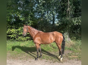 KWPN, Wallach, 5 Jahre, 170 cm, Brauner