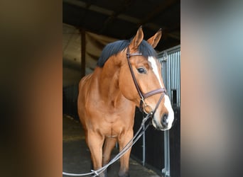 KWPN, Wallach, 5 Jahre, 170 cm, Brauner