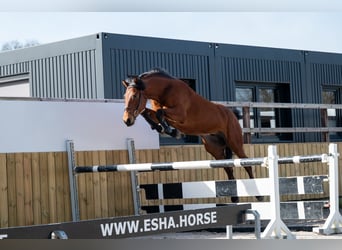 KWPN, Wallach, 5 Jahre, 170 cm, Brauner