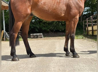 KWPN, Wallach, 5 Jahre, 170 cm, Brauner
