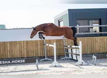 KWPN, Wallach, 5 Jahre, 170 cm, Brauner