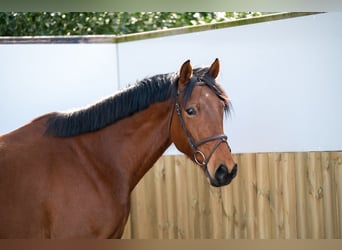 KWPN, Wallach, 5 Jahre, 170 cm, Brauner