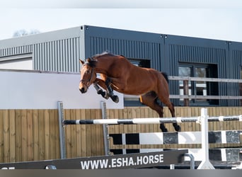 KWPN, Wallach, 5 Jahre, 170 cm, Brauner