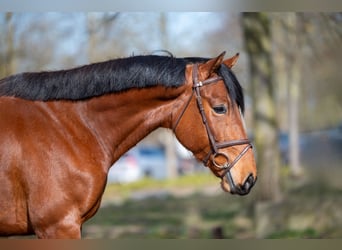 KWPN, Wallach, 5 Jahre, 170 cm, Brauner