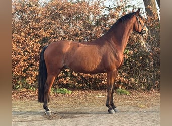 KWPN, Wallach, 5 Jahre, 170 cm, Brauner
