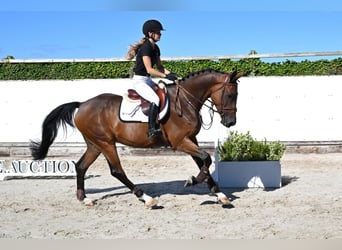KWPN, Wallach, 5 Jahre, 170 cm, Brauner