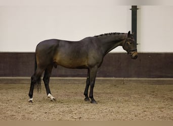 KWPN, Wallach, 5 Jahre, 170 cm, Dunkelbrauner