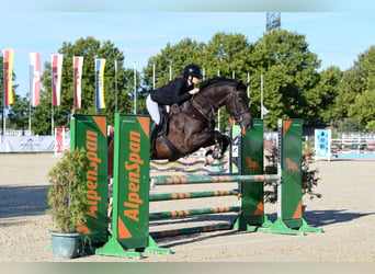 KWPN, Wallach, 5 Jahre, 170 cm, Dunkelbrauner