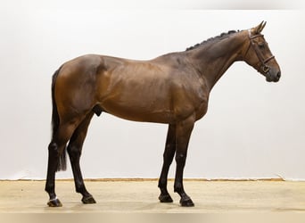 KWPN, Wallach, 5 Jahre, 170 cm, Dunkelbrauner