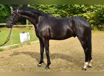 KWPN, Wallach, 5 Jahre, 170 cm, Rappe