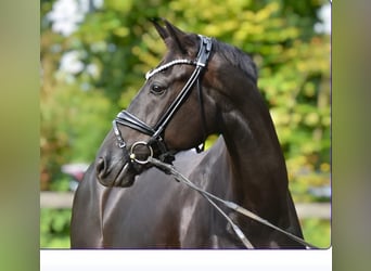 KWPN, Wallach, 5 Jahre, 170 cm, Rappe
