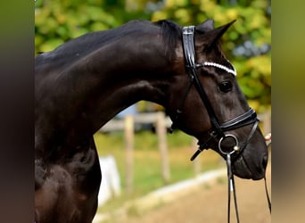 KWPN, Wallach, 5 Jahre, 170 cm, Rappe