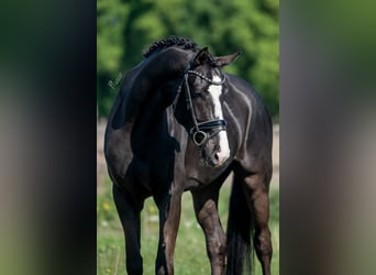 KWPN, Wallach, 5 Jahre, 170 cm, Rappe