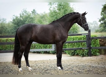 KWPN, Wallach, 5 Jahre, 170 cm, Rappe
