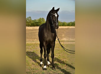 KWPN, Wallach, 5 Jahre, 170 cm, Rappe