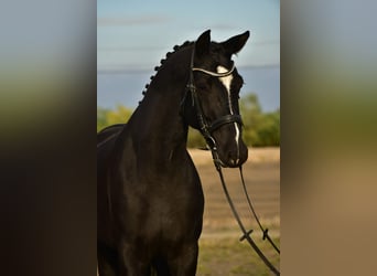 KWPN, Wallach, 5 Jahre, 170 cm, Rappe