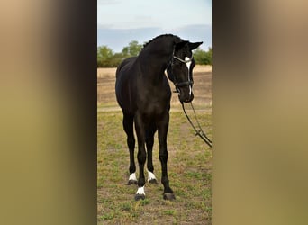 KWPN, Wallach, 5 Jahre, 170 cm, Rappe