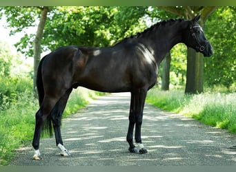 KWPN, Wallach, 5 Jahre, 170 cm, Rappe