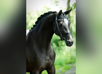 KWPN, Wallach, 5 Jahre, 170 cm, Rappe