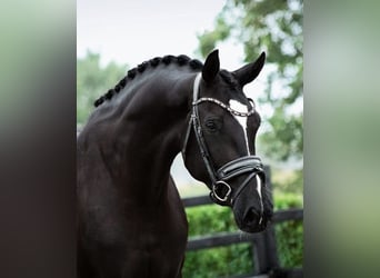 KWPN, Wallach, 5 Jahre, 170 cm, Rappe