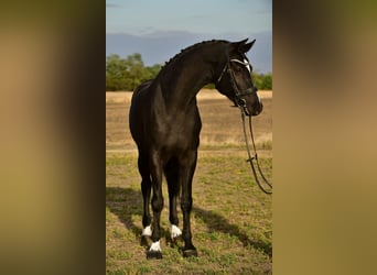 KWPN, Wallach, 5 Jahre, 170 cm, Rappe