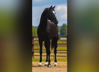 KWPN, Wallach, 5 Jahre, 170 cm, Rappe