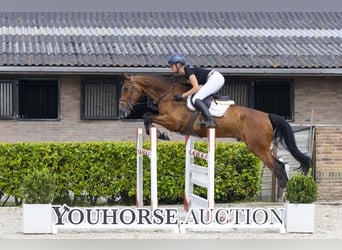 KWPN, Wallach, 5 Jahre, 170 cm, Roan-Bay