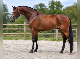 KWPN, Wallach, 5 Jahre, 170 cm, Rotbrauner
