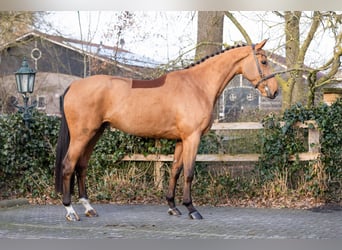 KWPN, Wallach, 5 Jahre, 170 cm