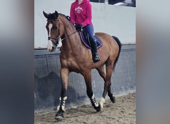 KWPN, Wallach, 5 Jahre, 171 cm, Brauner