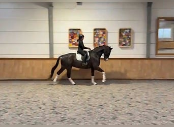 KWPN, Wallach, 5 Jahre, 171 cm, Dunkelbrauner