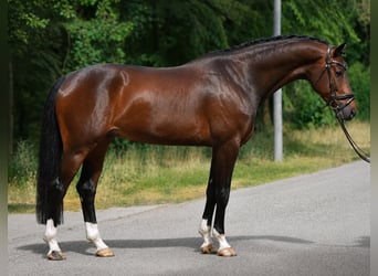 KWPN, Wallach, 5 Jahre, 171 cm, Dunkelbrauner