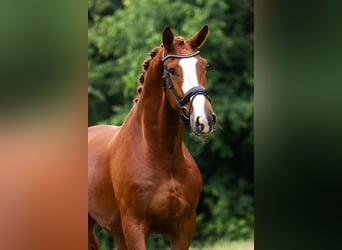 KWPN, Wallach, 5 Jahre, 171 cm, Fuchs