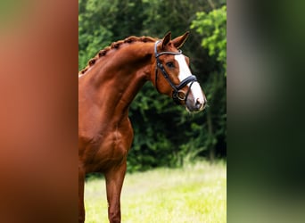KWPN, Wallach, 5 Jahre, 171 cm, Fuchs