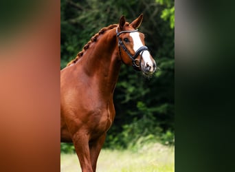 KWPN, Wallach, 5 Jahre, 171 cm, Fuchs