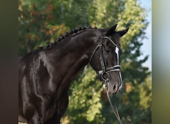 KWPN, Wallach, 5 Jahre, 171 cm, Rappe