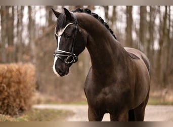 KWPN, Wallach, 5 Jahre, 171 cm, Rappe