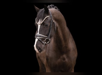 KWPN, Wallach, 5 Jahre, 171 cm, Rappe