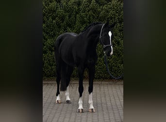 KWPN, Wallach, 5 Jahre, 171 cm, Rappe