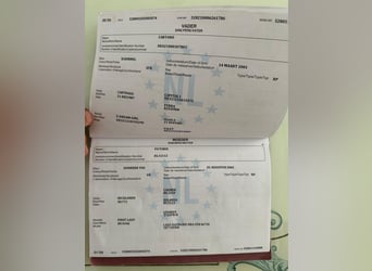 KWPN, Wallach, 5 Jahre, 171 cm, Schimmel