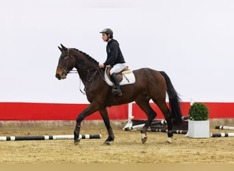 KWPN, Wallach, 5 Jahre, 171 cm