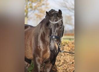 KWPN, Wallach, 5 Jahre, 172 cm, Brauner